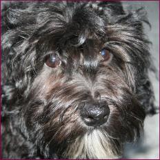 Maltipoo Puppy