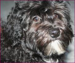 Maltipoo Puppy