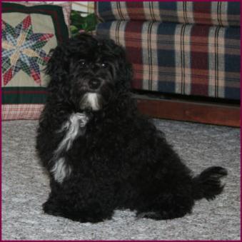 Maltipoo Puppy