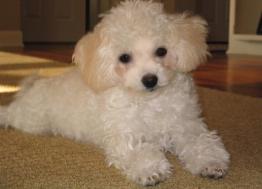 bichon poodle picture