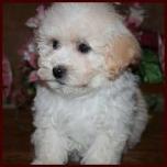Bichon Poodle Puppies