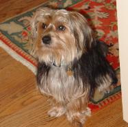 Morkie