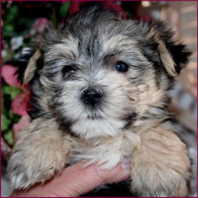 www.rollingmeadowspuppies.com