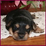 morkie