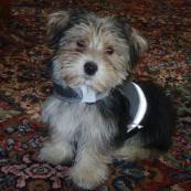 morkie picture