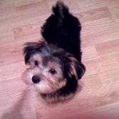 morkie