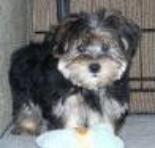 morkie