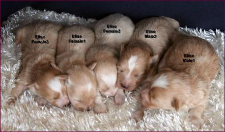 Maltipoo Puppies