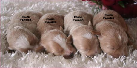 Maltipoo Puppies