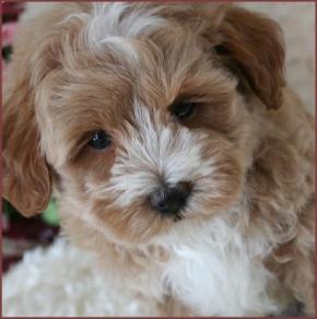 Maltipoo