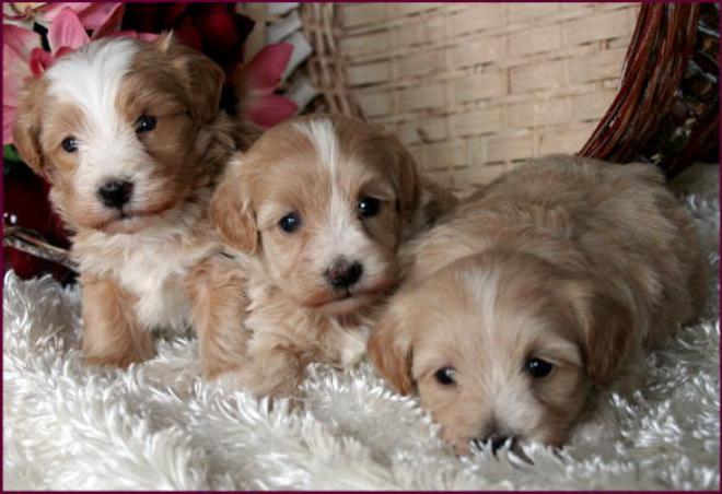 Maltipoo Puppies