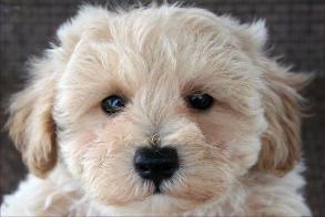Maltipoo Puppy