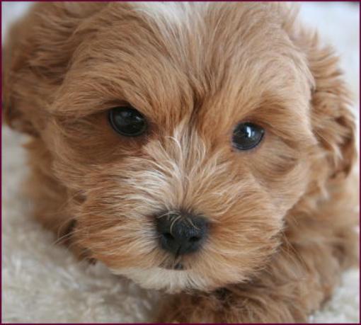 Maltipoo Puppy