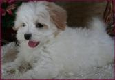 Maltipoo Puppy