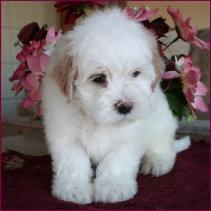 Maltipoo puppy