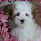 Maltipoo Puppy