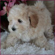 Maltipoo Puppy