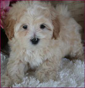 Maltipoo Puppy