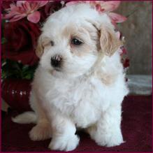 Maltipoo puppy