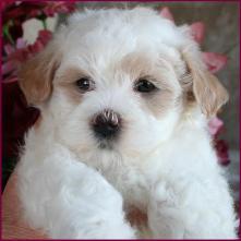 Maltipoo