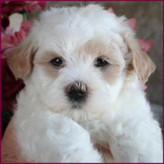Maltipoo puppy