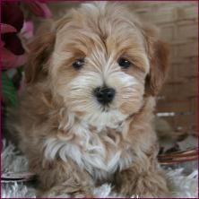 Maltipoo Puppy