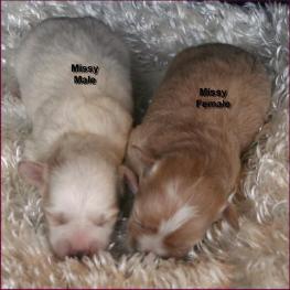 Maltipoo Puppies