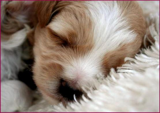 MALTIPOO PUPPY