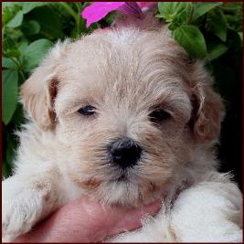 Maltipoo