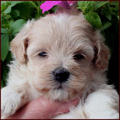 Maltipoo