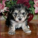 morkie picture