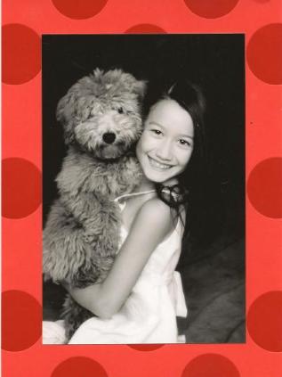 Bichon Poodle Picture