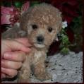 bichon poodle puppy