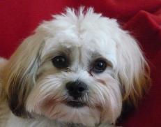 Shichon Puppy