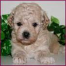 bichon poodle puppy