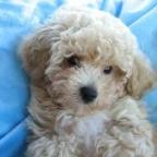 bichon poodle