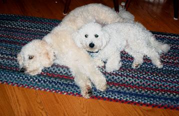 Bichon Poodle Picture