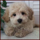 poochon puppy