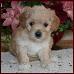 Bichon Poodle Puppy
