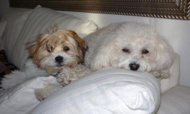 Poochon Shichon Puppies