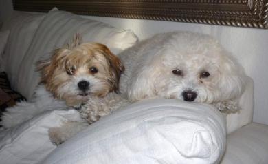 Poochon Shichon Puppies