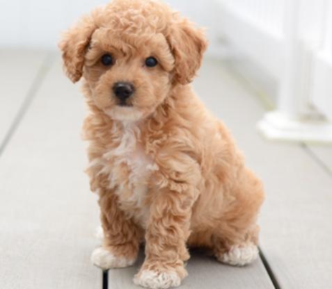 mother Pippa toy poodle