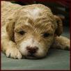 bichon poodle