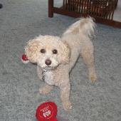 Bichon Poodle Picture