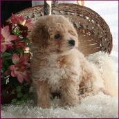 Poochon Puppy