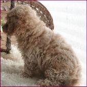 Poochon Puppy