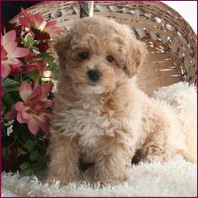 Poochon or Bichon Poodle Puppy
