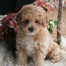 Poochon or Bichon Poodle Puppy