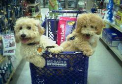 Bichon Poodles Sam and Riley