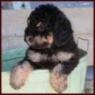 bichon poodle puppy